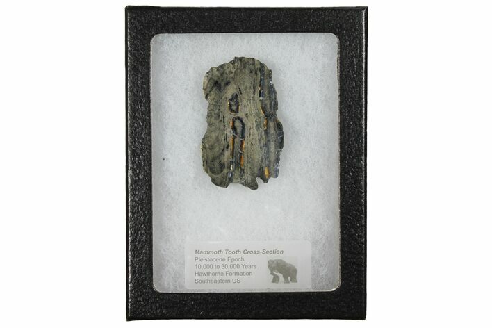 Mammoth Molar Slice With Case - South Carolina #130697